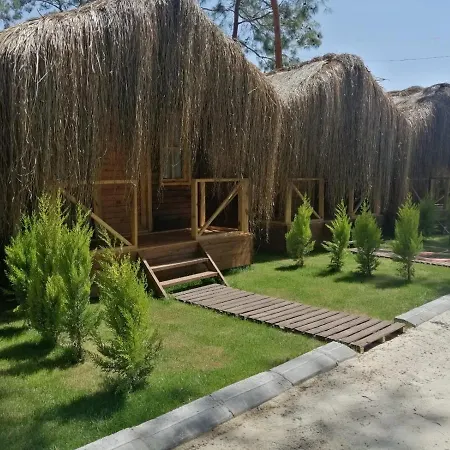 Pine & Luxury Concept